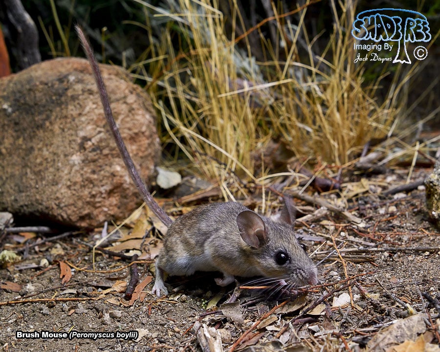 Brush Mouse - Peromyscus boylii