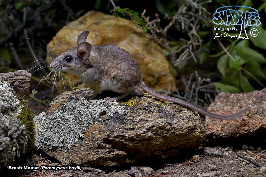 Brush Mouse - Peromyscus boylii