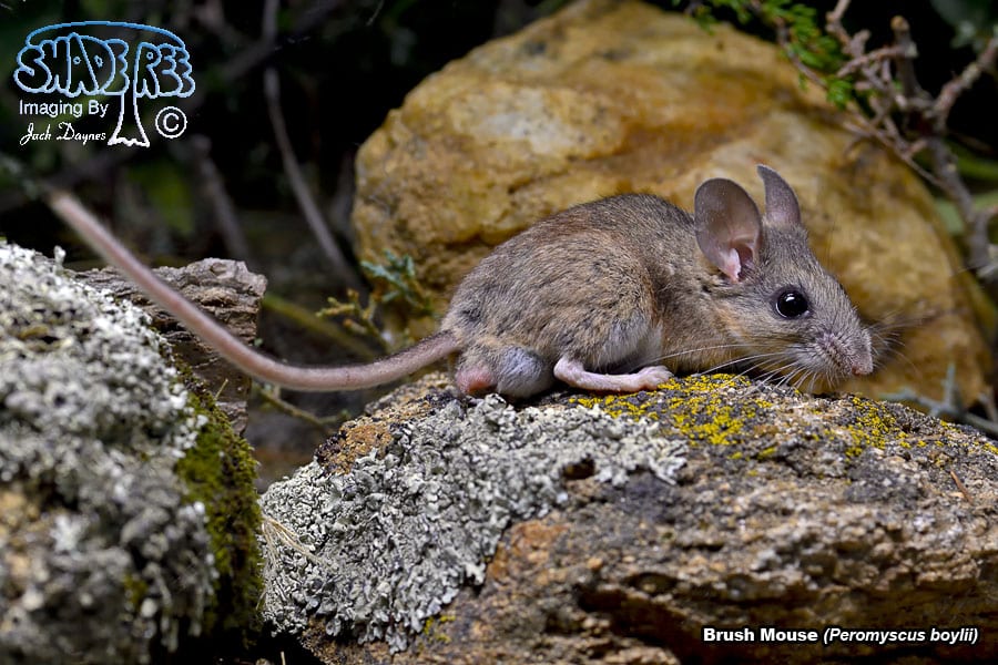 Brush Mouse - Peromyscus boylii