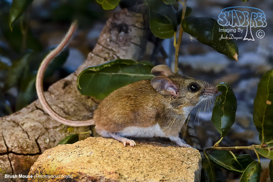 Brush Mouse - Peromyscus boylii