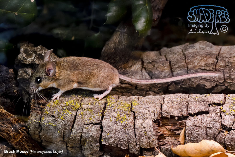 Brush Mouse - Peromyscus boylii