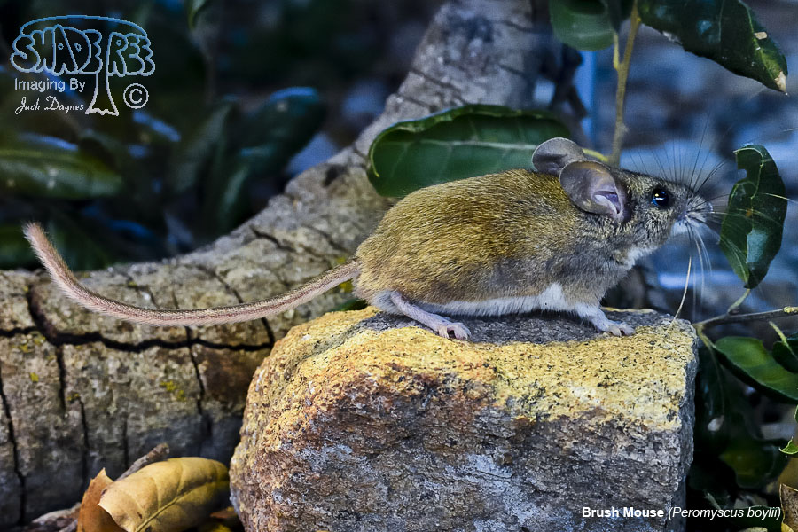 Brush Mouse - Peromyscus boylii
