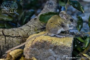 2016-11-06 Mammal Atlas Update