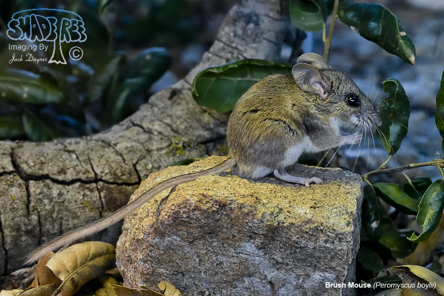 Brush Mouse - Peromyscus boylii