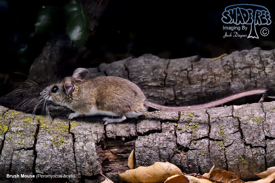Brush Mouse - Peromyscus boylii