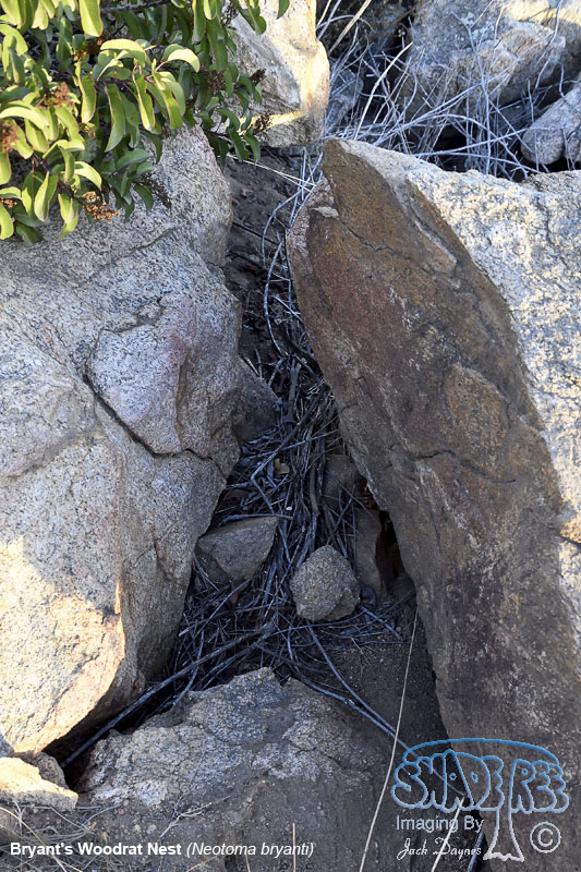 Bryant's Woodrat Nest - Neotoma bryanti