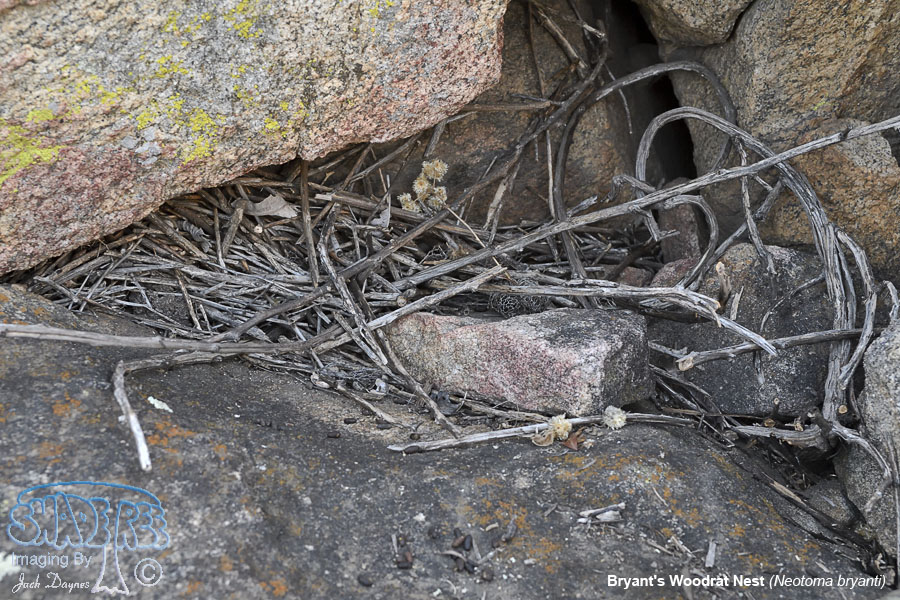 Bryant's Woodrat Nest - Neotoma bryanti