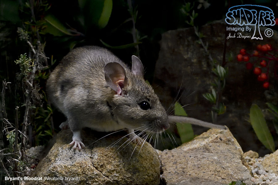 Bryant's Woodrat - Neotoma bryanti