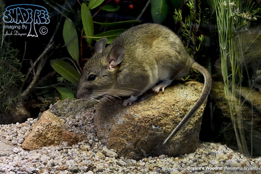 Bryant's Woodrat - Neotoma bryanti