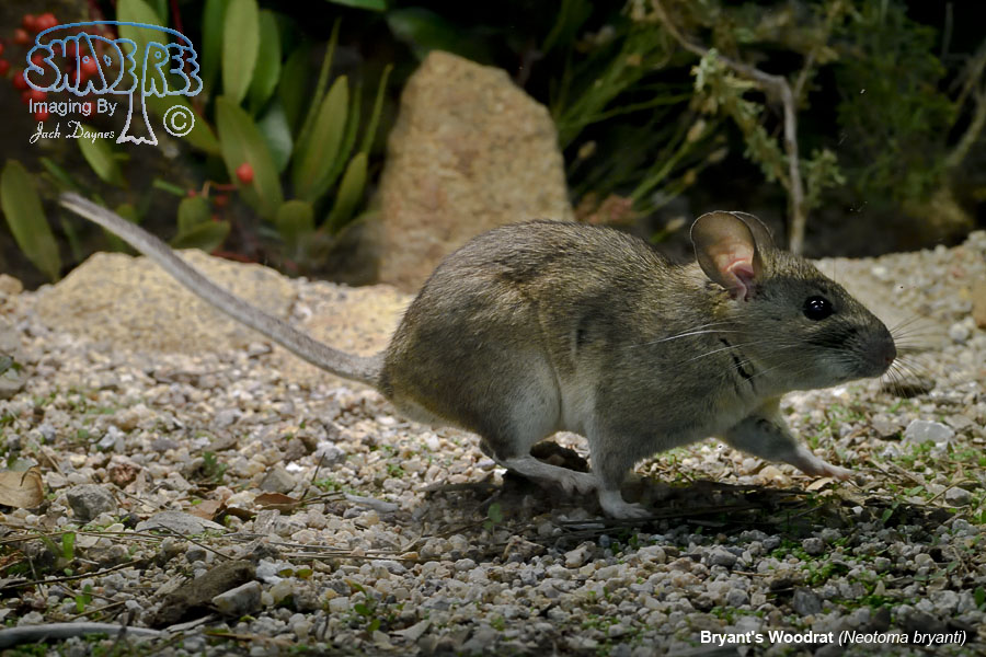 Bryant's Woodrat - Neotoma bryanti