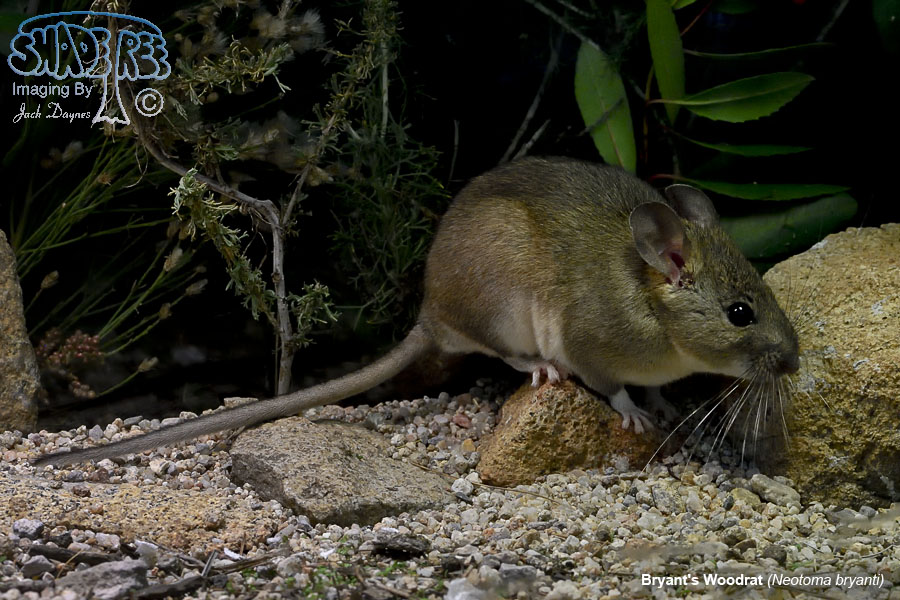 Bryant's Woodrat - Neotoma bryanti