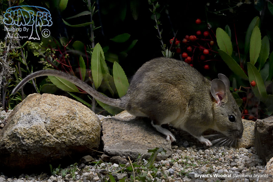 Bryant's Woodrat - Neotoma bryanti