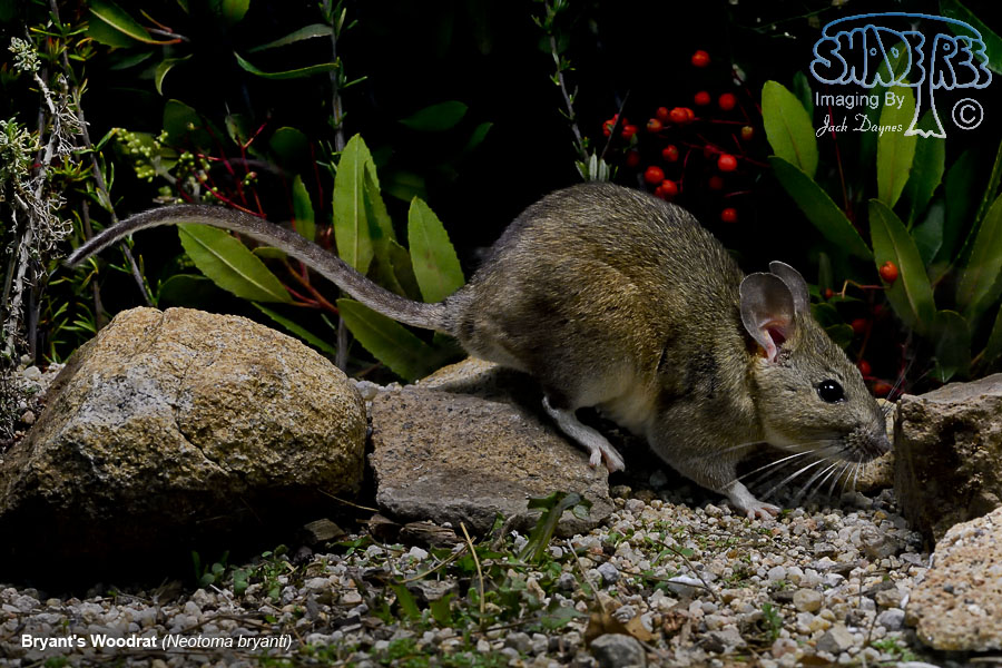 Bryant's Woodrat - Neotoma bryanti