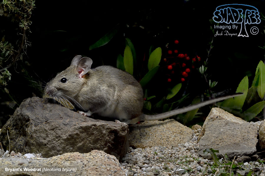 Bryant's Woodrat - Neotoma bryanti