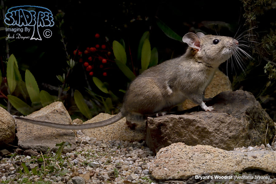 Bryant's Woodrat - Neotoma bryanti