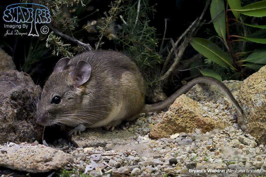 Bryant's Woodrat - Neotoma bryanti