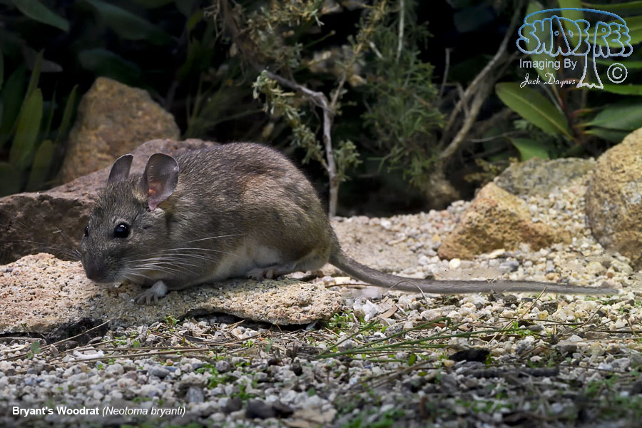 Bryant's Woodrat - Neotoma bryanti