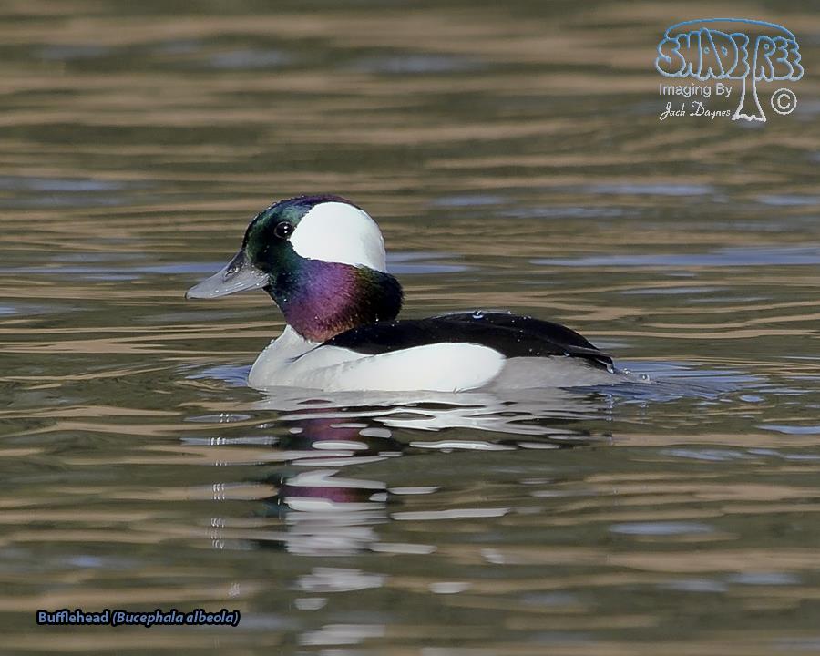Bufflehead - Bucephala albeola