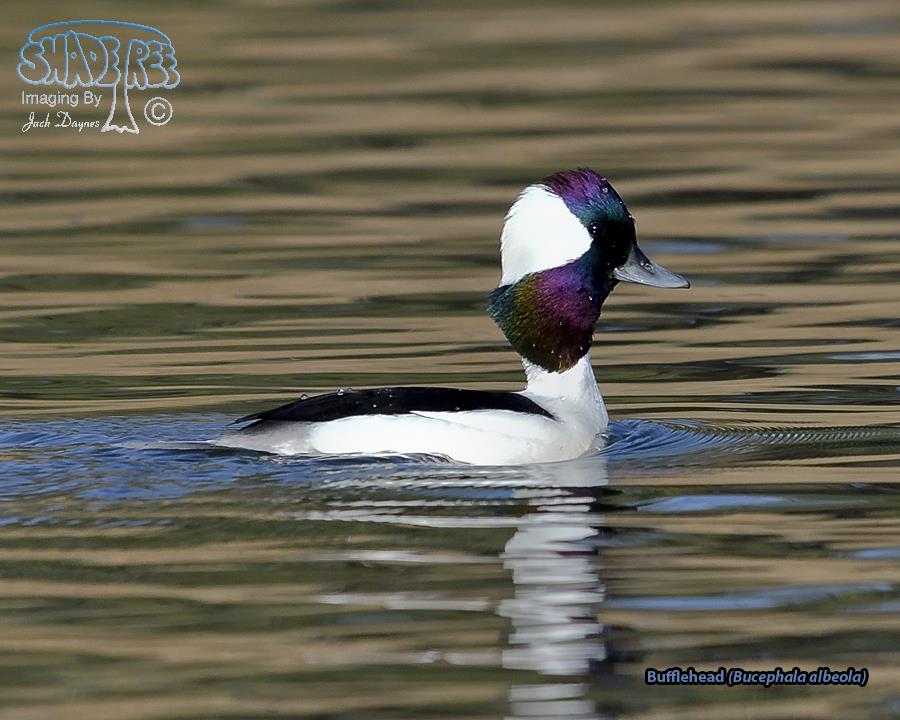 Bufflehead - Bucephala albeola