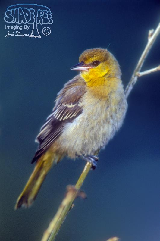 Bullock's Oriole - Icterus bullockii