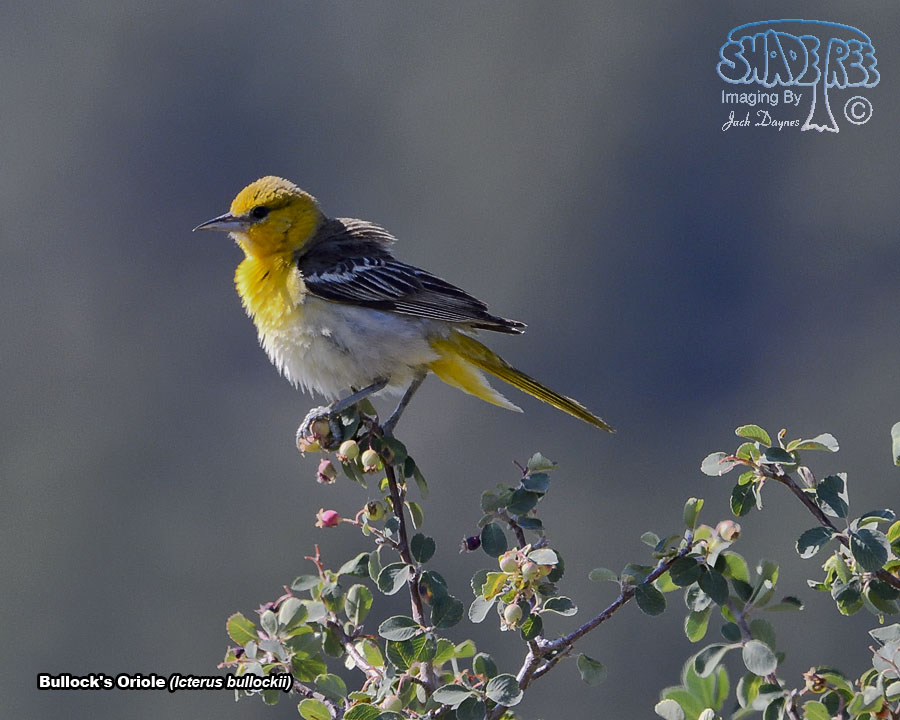 Bullock's Oriole - Icterus bullockii