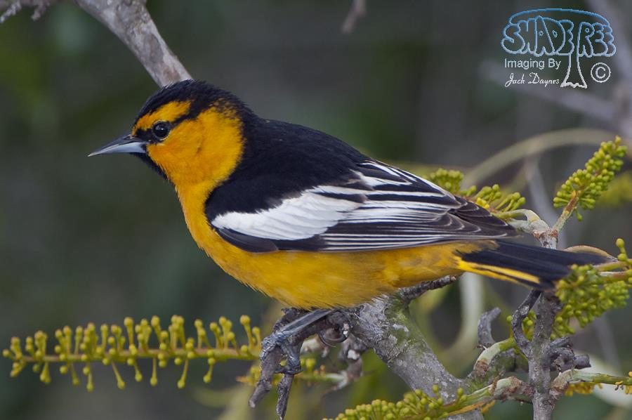 Bullock's Oriole - Icterus bullockii