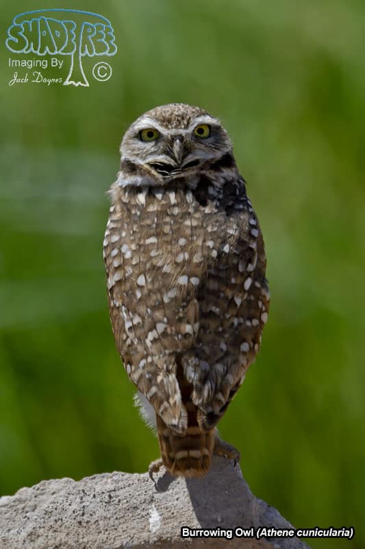 Burrowing Owl - Athene cunicularia