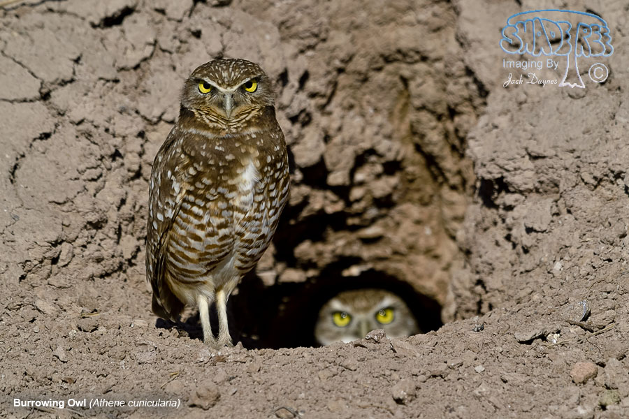 Burrowing Owl - Athene cunicularia