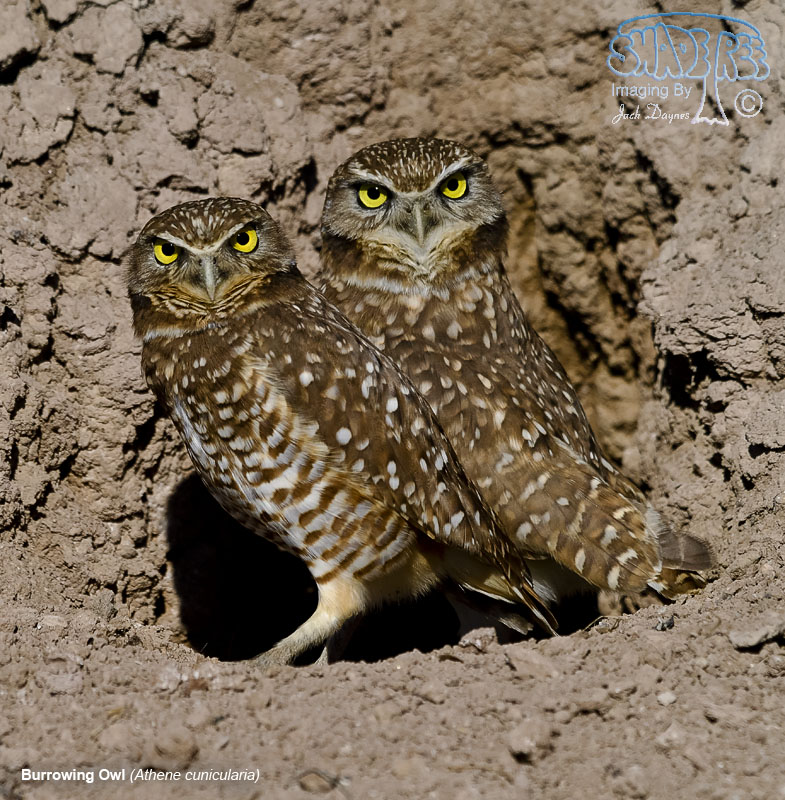 Burrowing Owl - Athene cunicularia