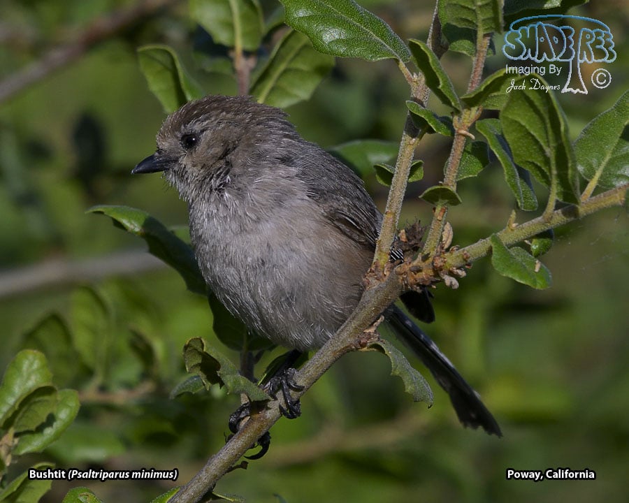 Bushtit - Psaltriparus minimus