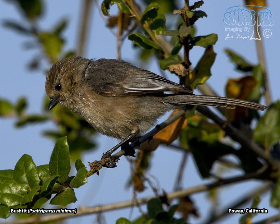 Bushtit - Psaltriparus minimus