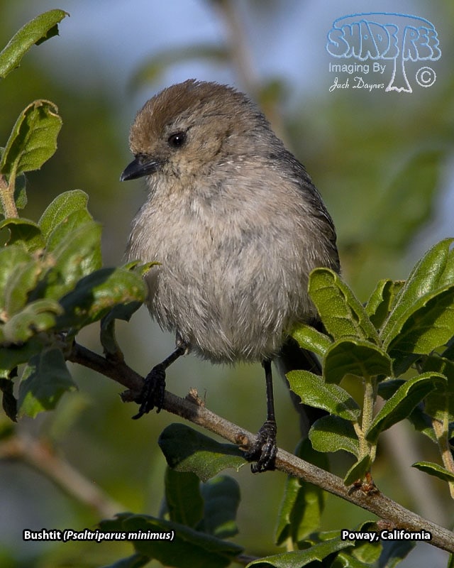 Bushtit - Psaltriparus minimus