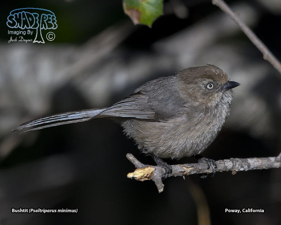 Bushtit - Psaltriparus minimus