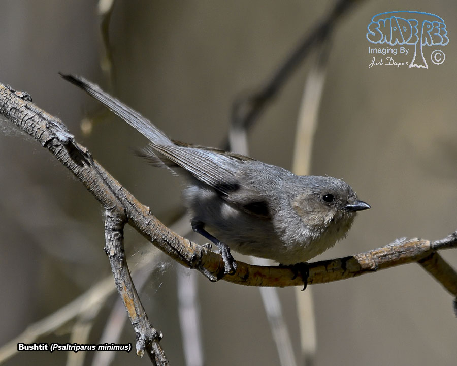 Bushtit - Psaltriparus minimus