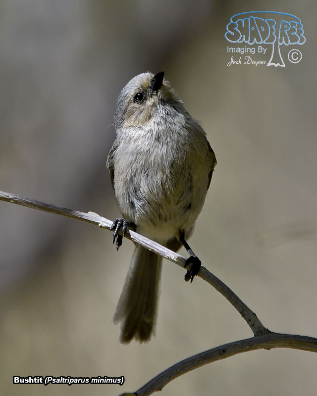 Bushtit - Psaltriparus minimus