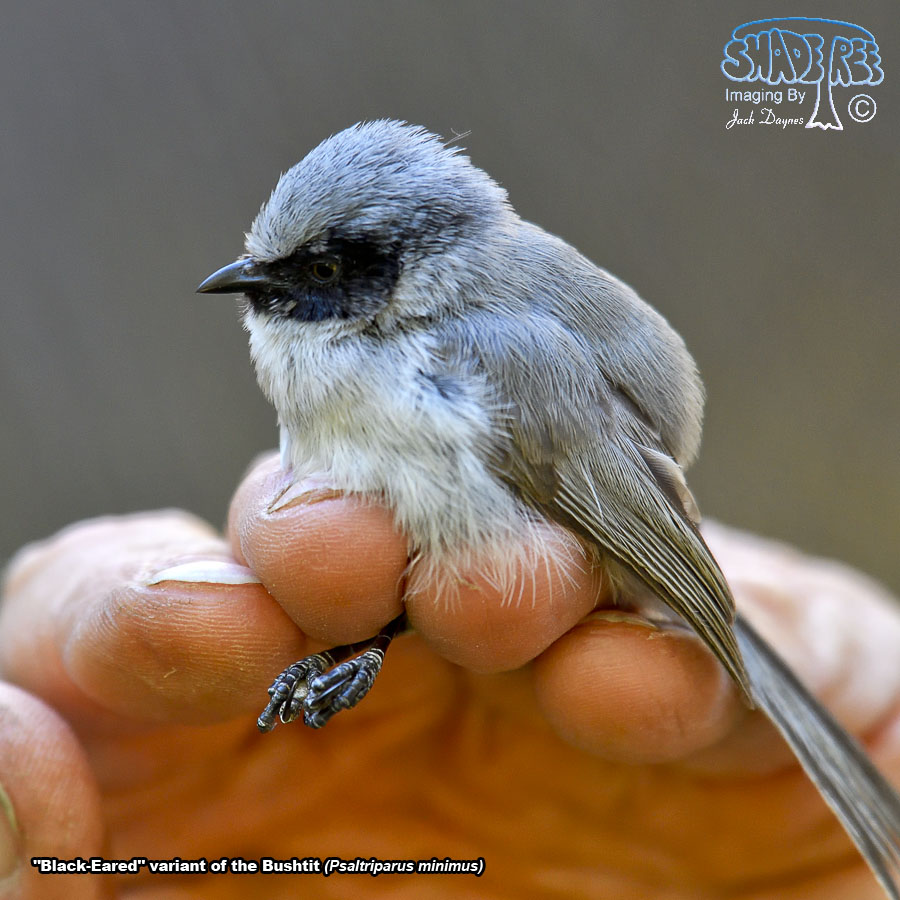 Bushtit - Psaltriparus minimus