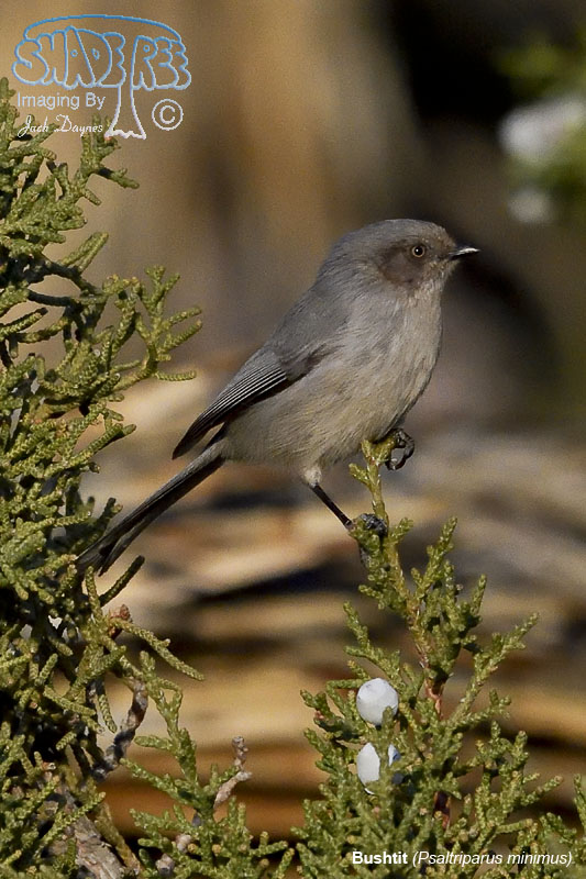 Bushtit - Psaltriparus minimus