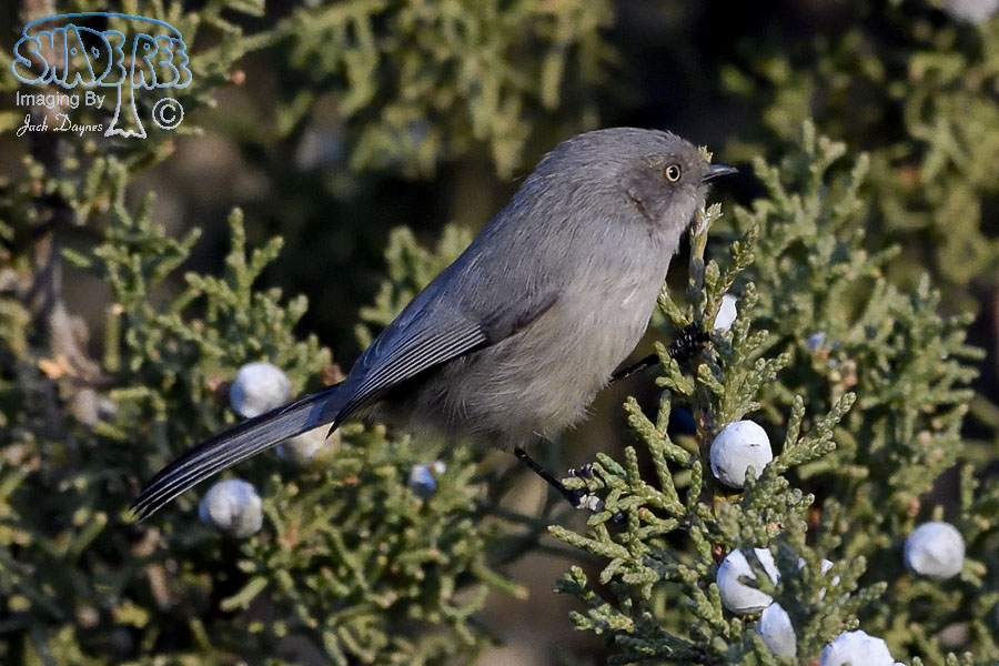 Bushtit - Psaltriparus minimus