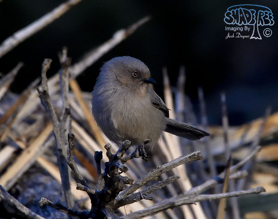 Bushtit - Psaltriparus minimus