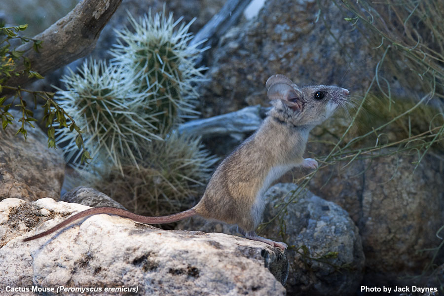 Cactus Mouse - Peromyscus eremicus