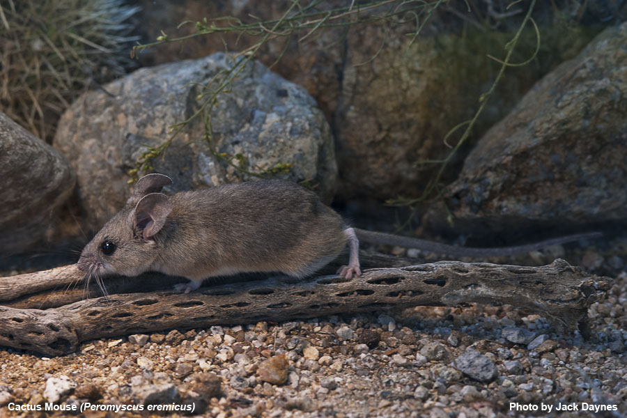 Cactus Mouse - Peromyscus eremicus