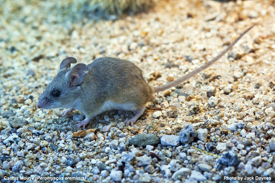 Cactus Mouse - Peromyscus eremicus