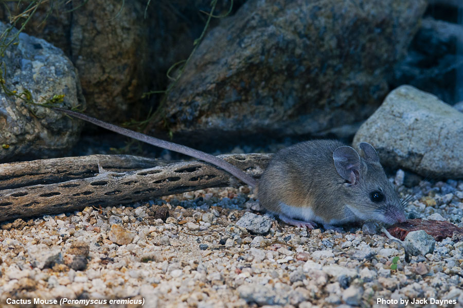 Cactus Mouse - Peromyscus eremicus