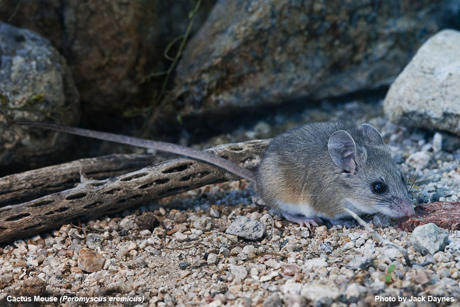 Cactus Mouse - Peromyscus eremicus