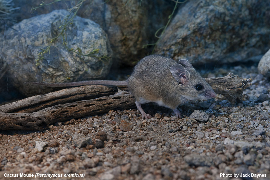 Cactus Mouse - Peromyscus eremicus