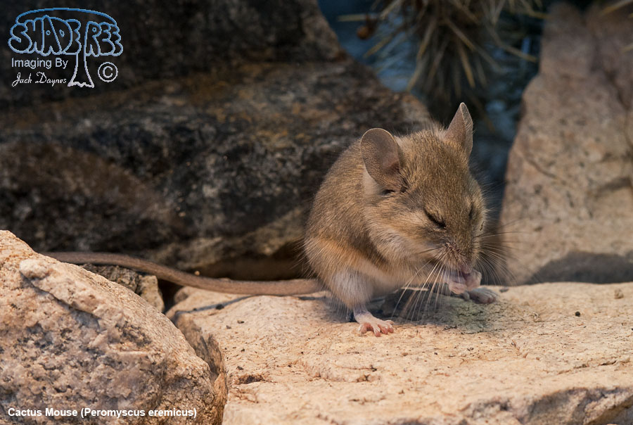 Cactus Mouse - Peromyscus eremicus