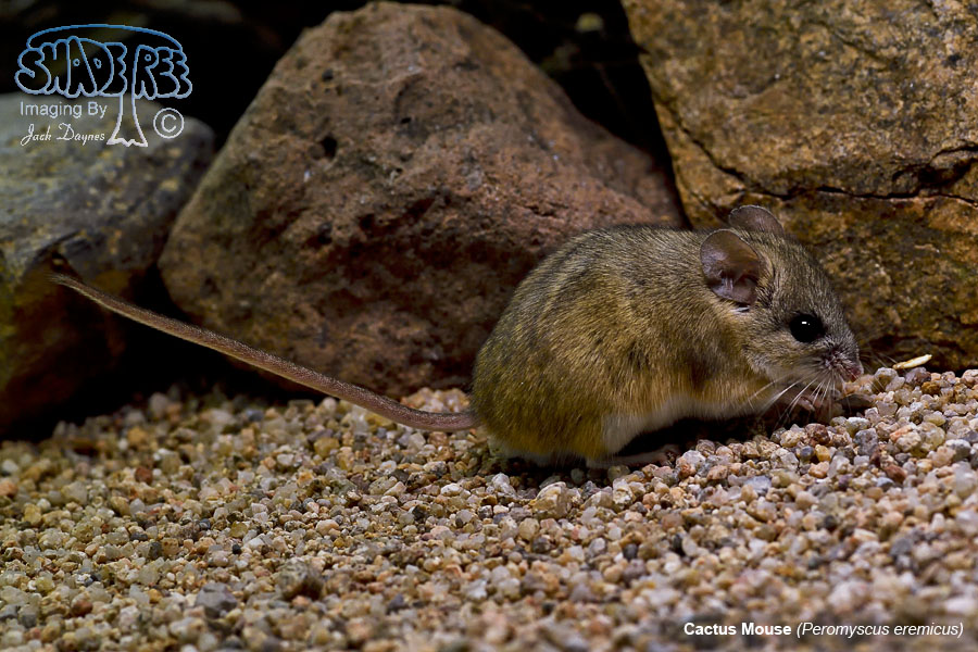 Cactus Mouse - Peromyscus eremicus