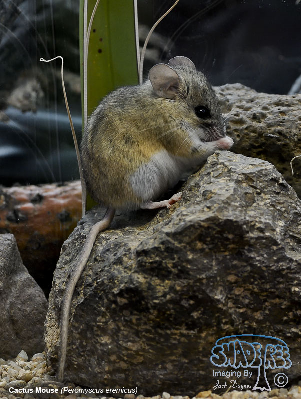 Cactus Mouse - Peromyscus eremicus