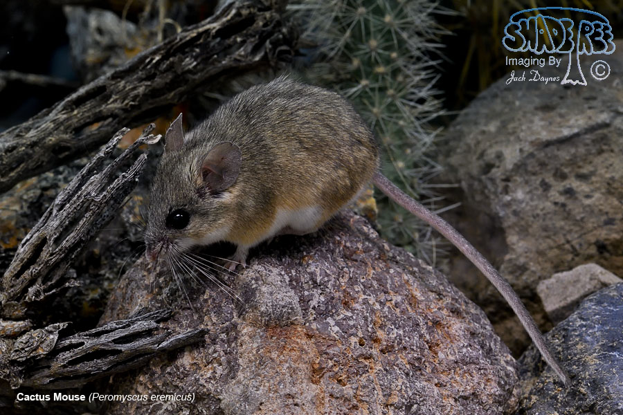 Cactus Mouse - Peromyscus eremicus