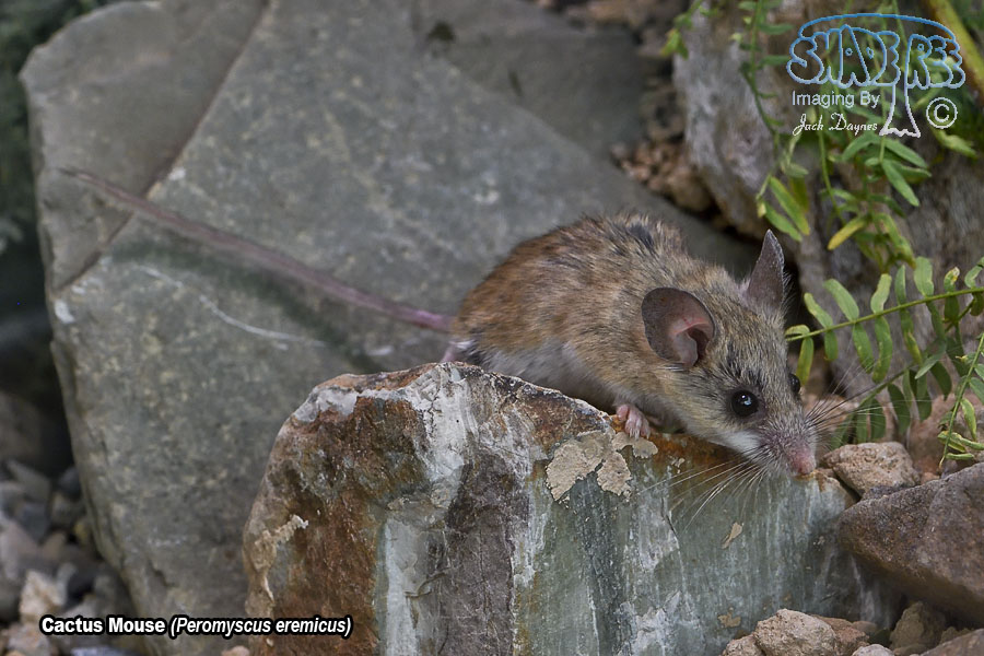 Cactus Mouse - Peromyscus eremicus